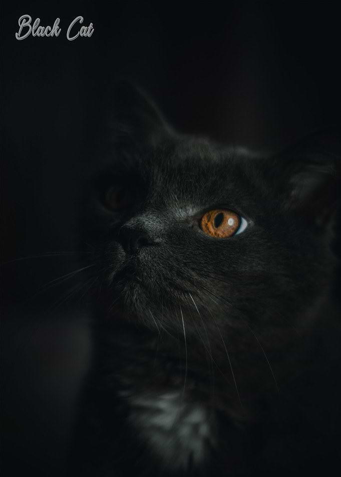 black cat