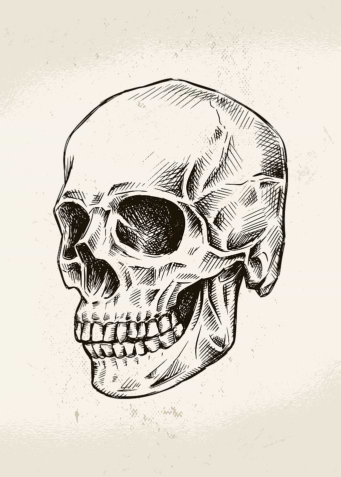 Hand Drawn Skull