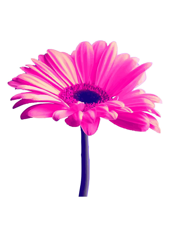 Gerbera generates