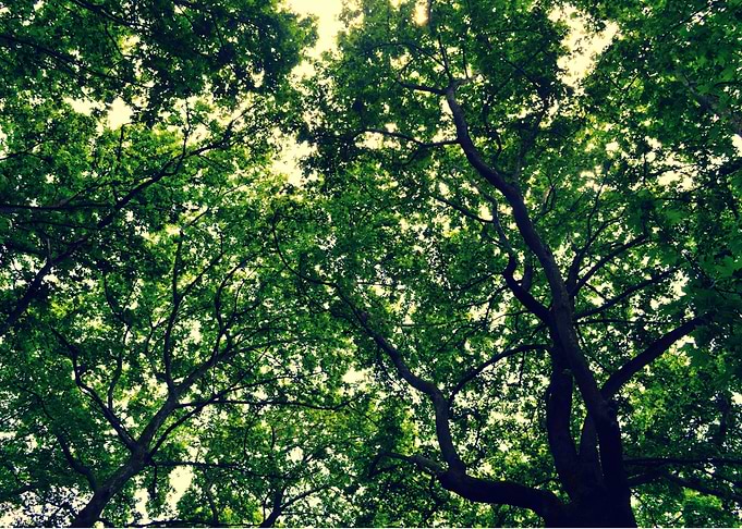 Light Through leaves