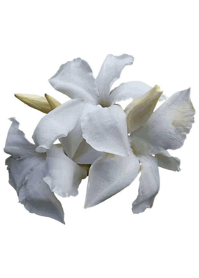 jasmine