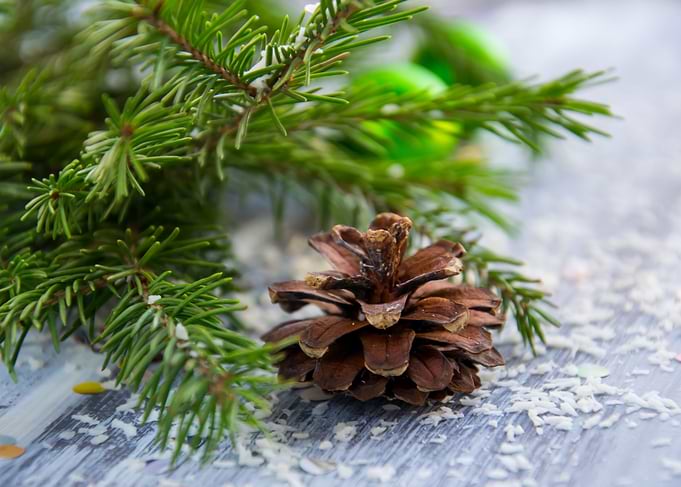 Spruce Branch