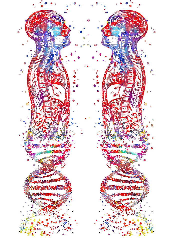 Human body anatomy