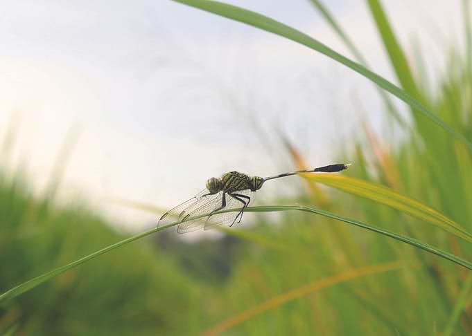 Dragonfly