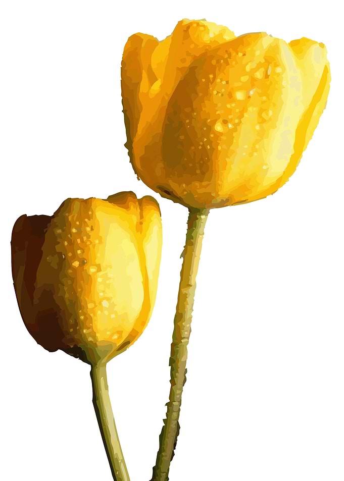 Tulips