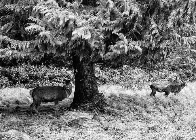 A herd of deers