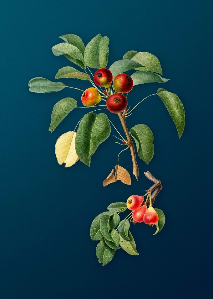 Vintage Musky Pear Fruits
