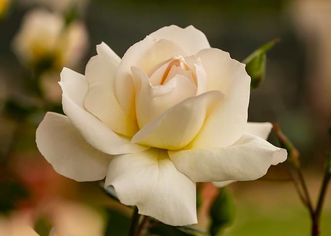 Rose flower flowers roses