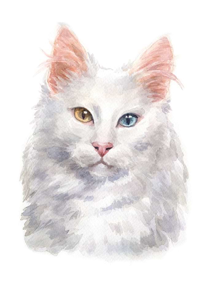 Cats