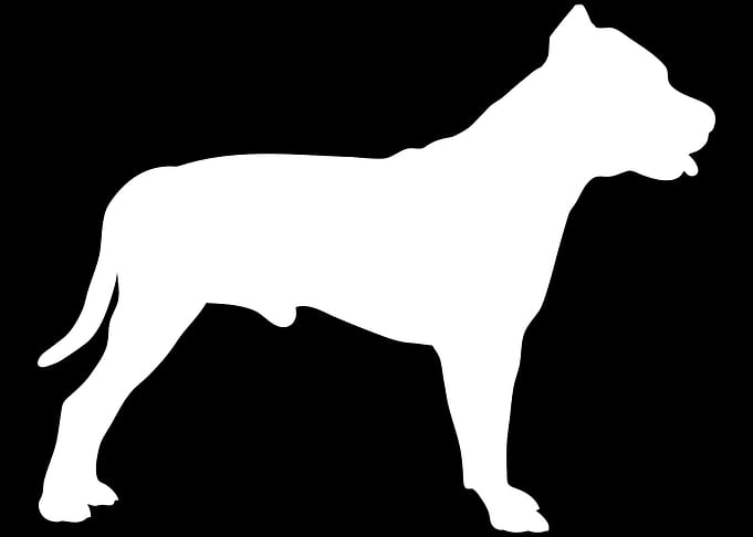 Pit bull