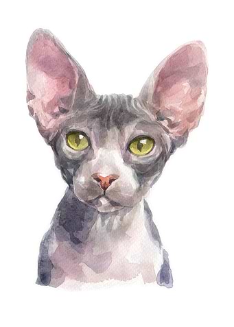 Cats