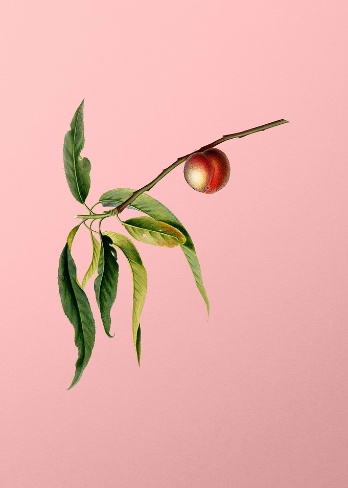 Vintage Peach Fruit Food