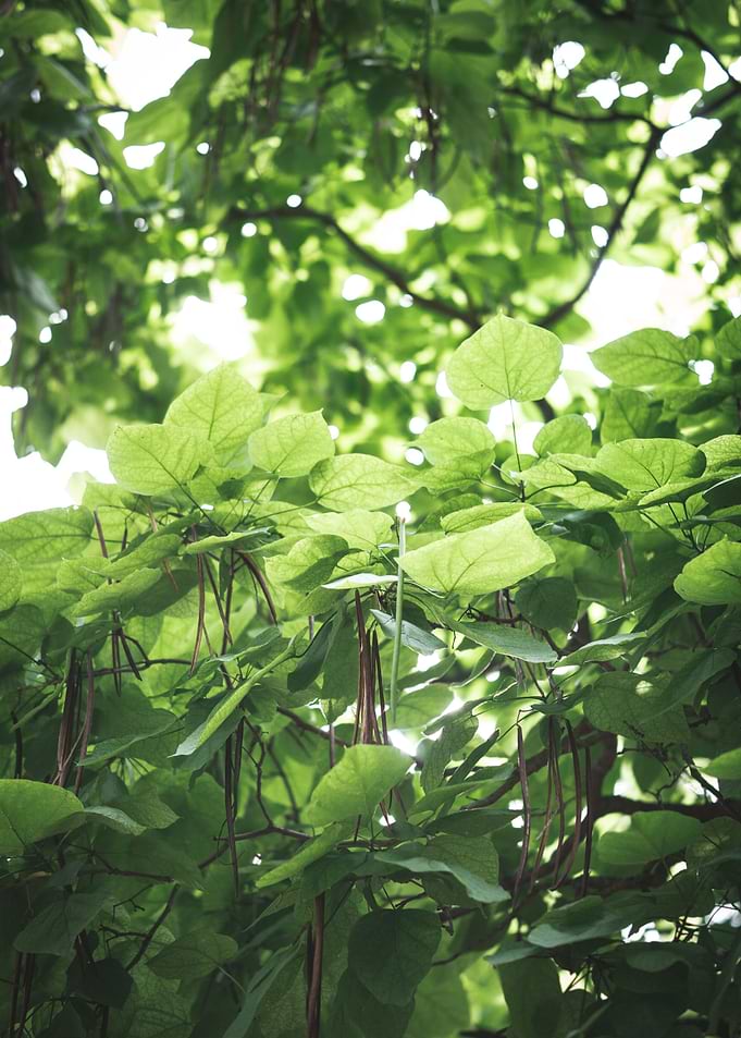 Garden Greenery 4