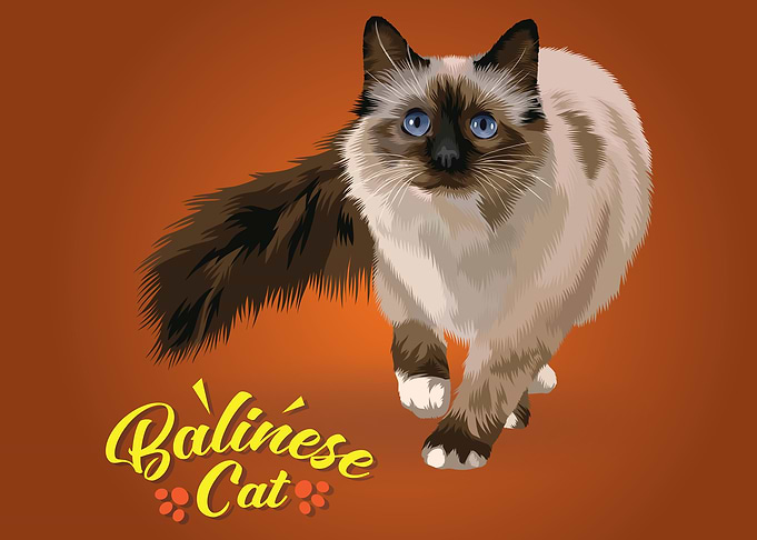 Balinese Cat