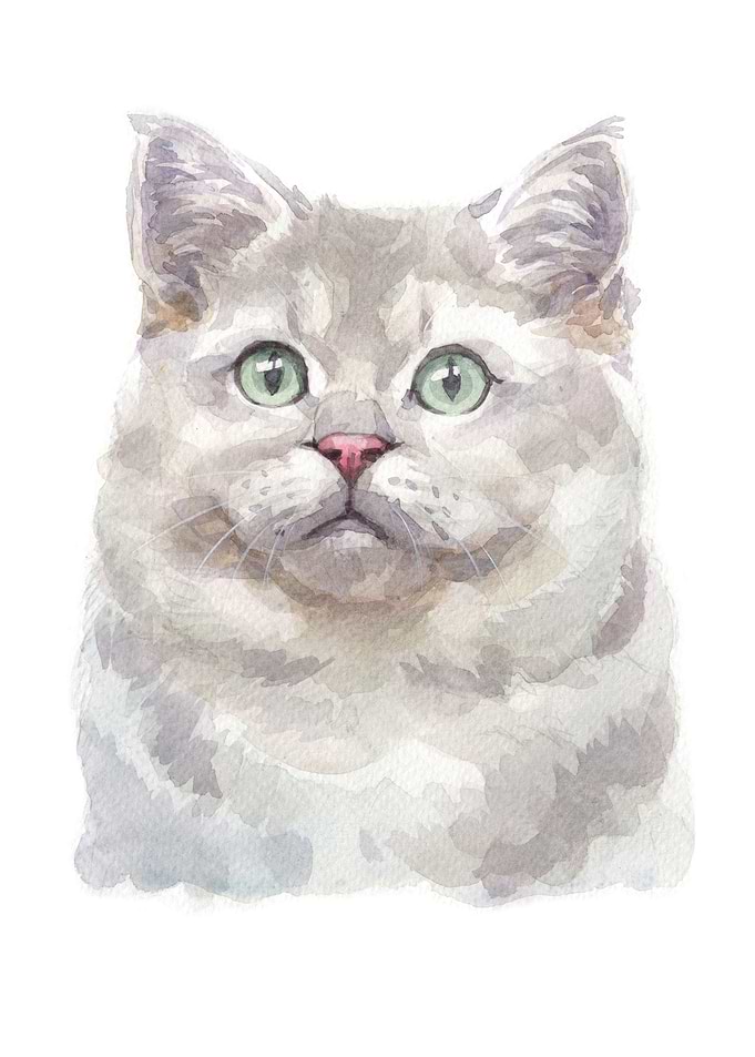 Cats