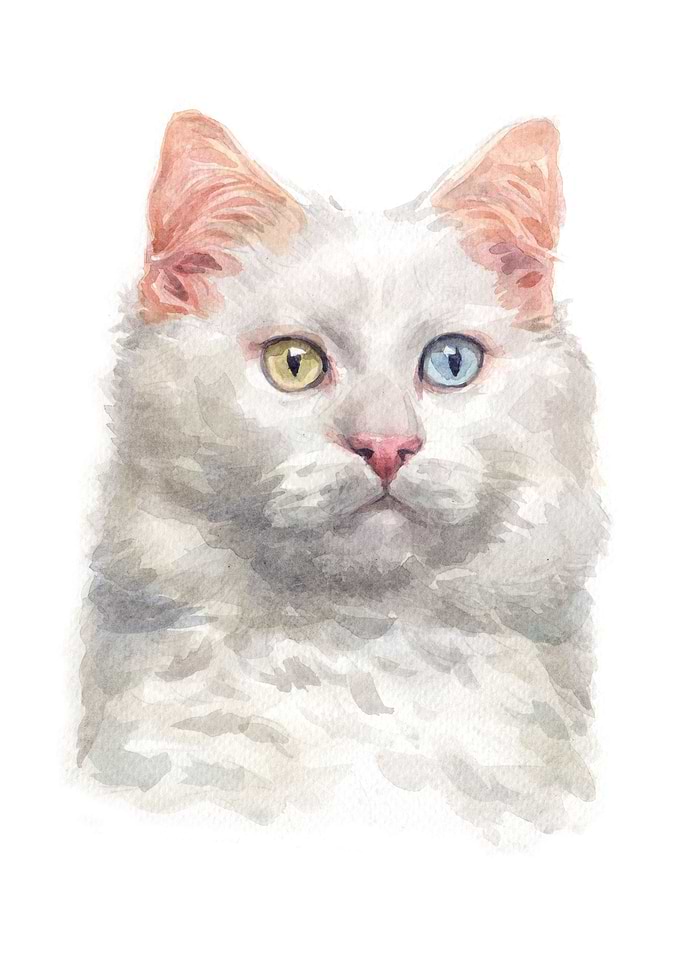 Cats