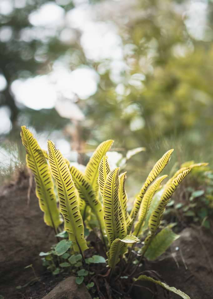 Garden Greenery 2
