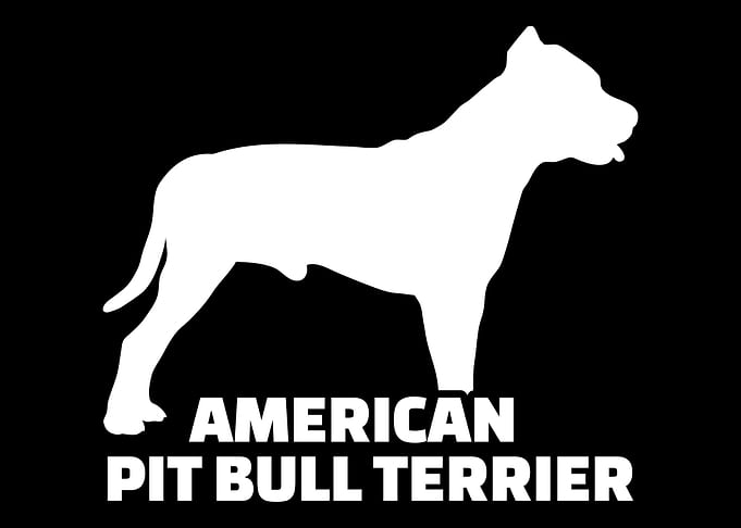 Pit Bull