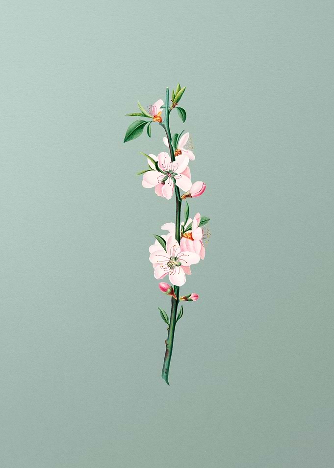 Vintage Peach Flower Fruit