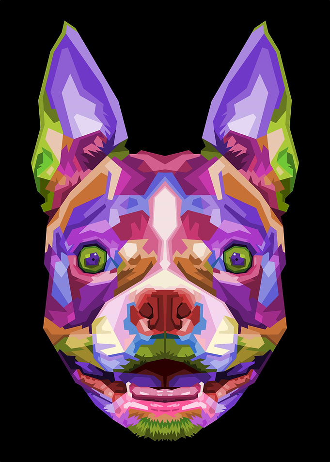 colorful boston terrier