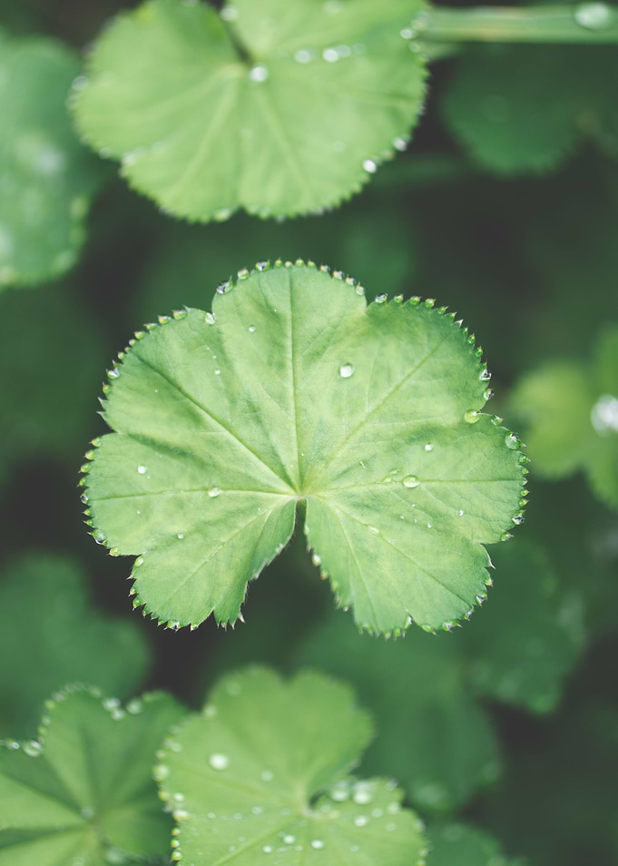 Garden Greenery 3