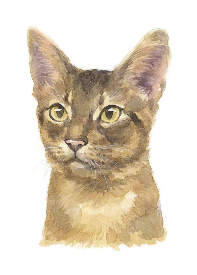 Cats