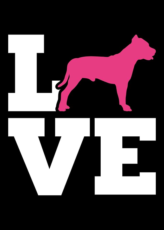 Pit Bull