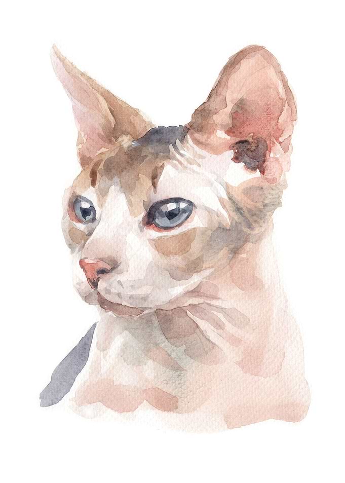 Cats