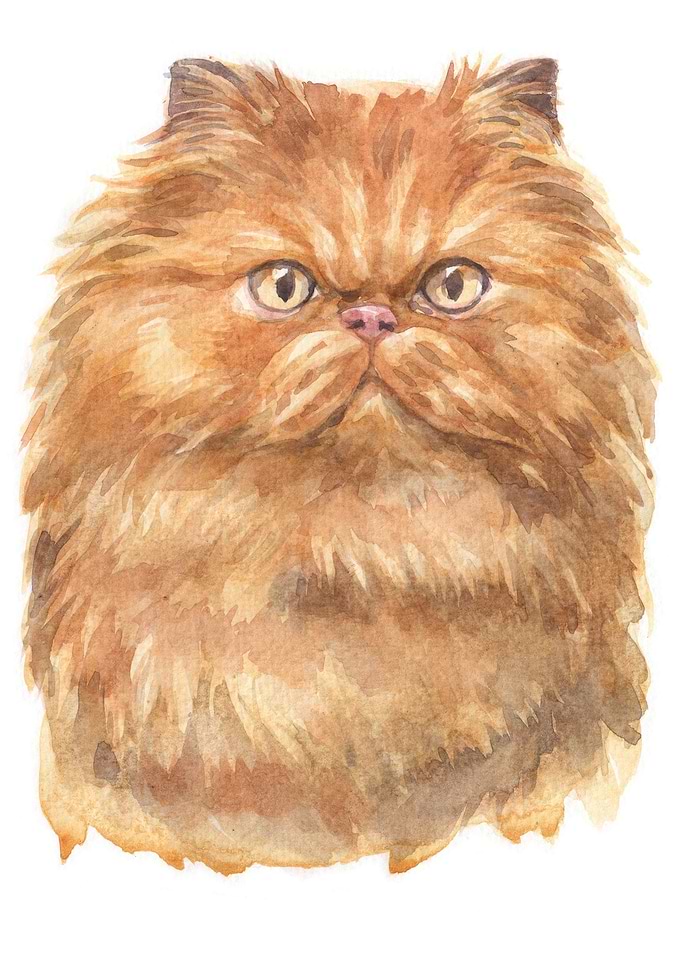 Cats
