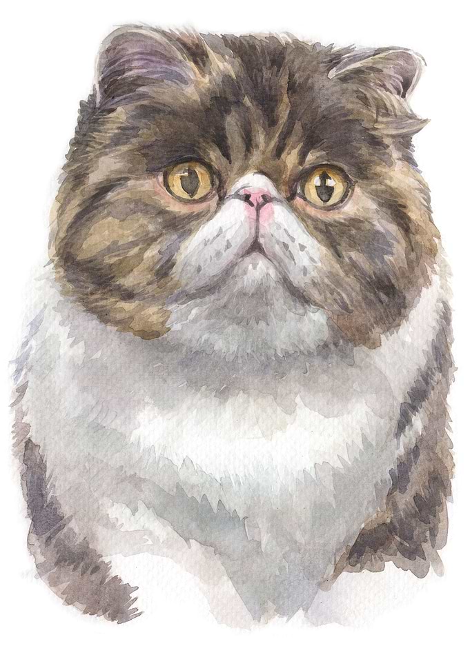 Cats