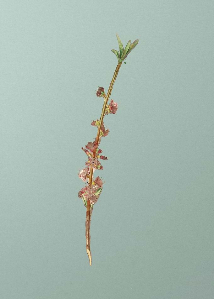 Vintage Peach Flower Fruit