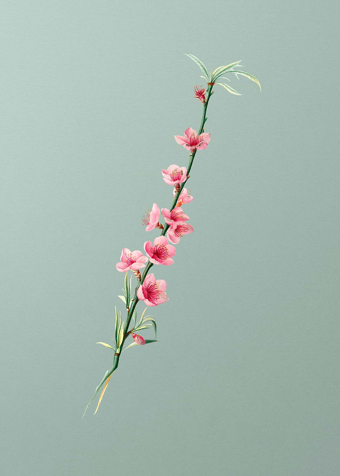 Vintage Peach Blossoms Art