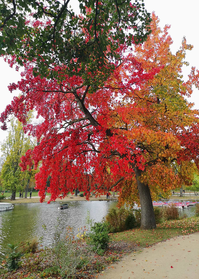 Autumn in Paris