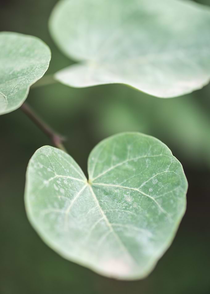 Garden Greenery 1