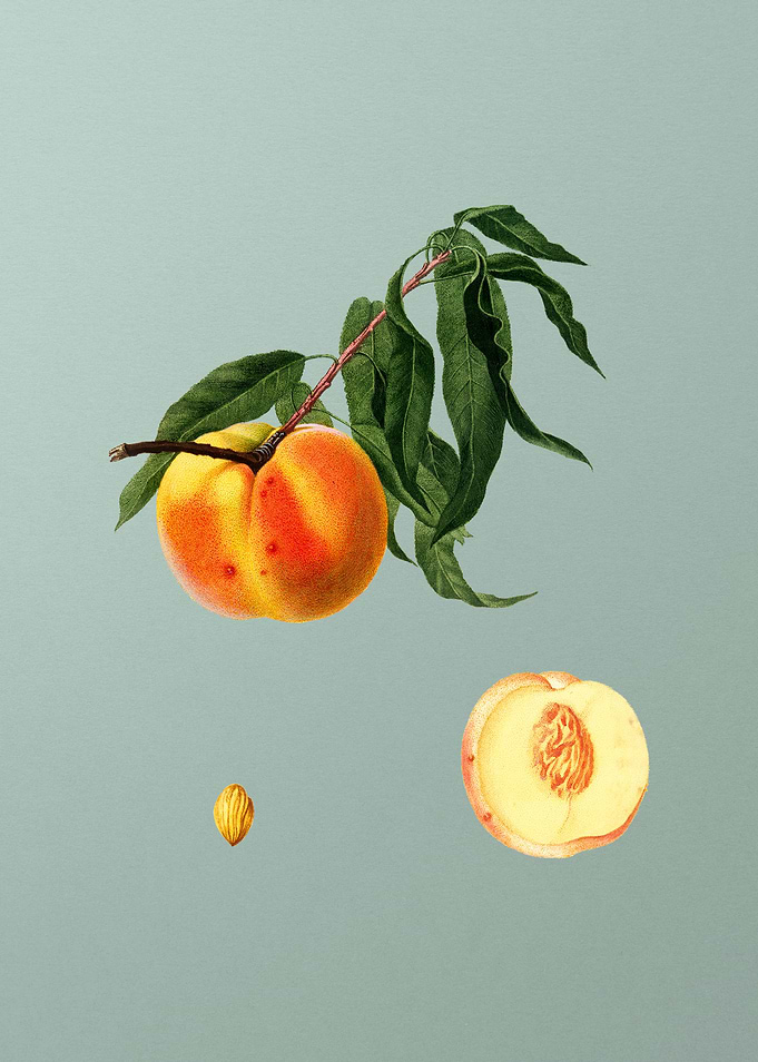Vintage Peach Fruit Poster