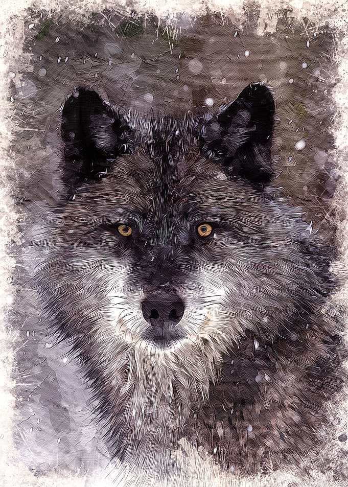 Wolf