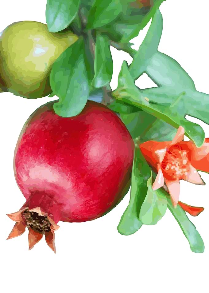 Pomegranates
