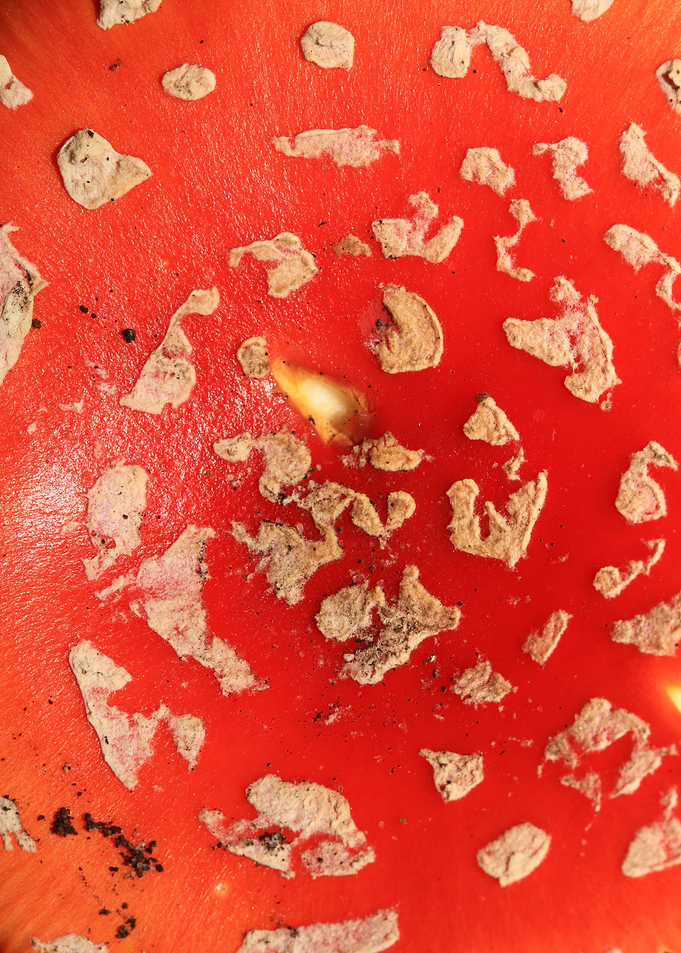 Amanita magic mushroom