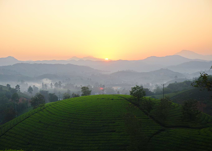 Sunset over tea plantation
