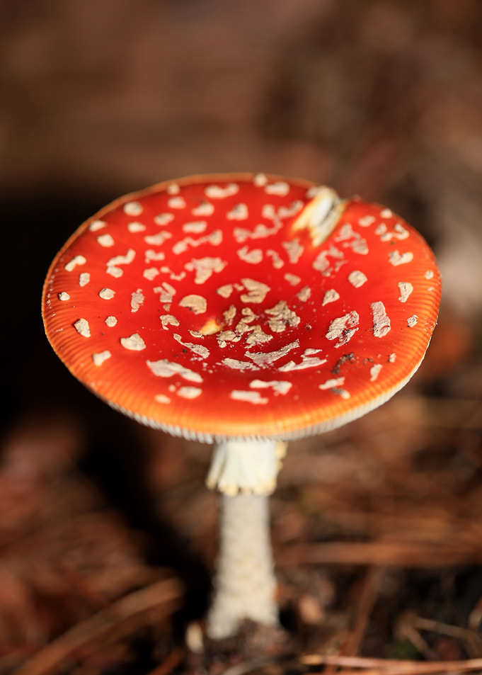 Amanita magic mushroom