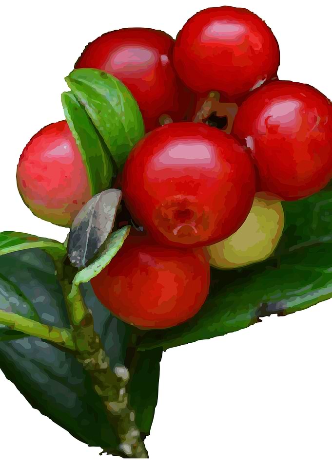 Cranberries