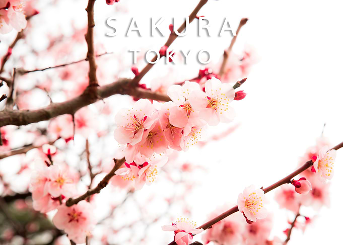 Sakura
