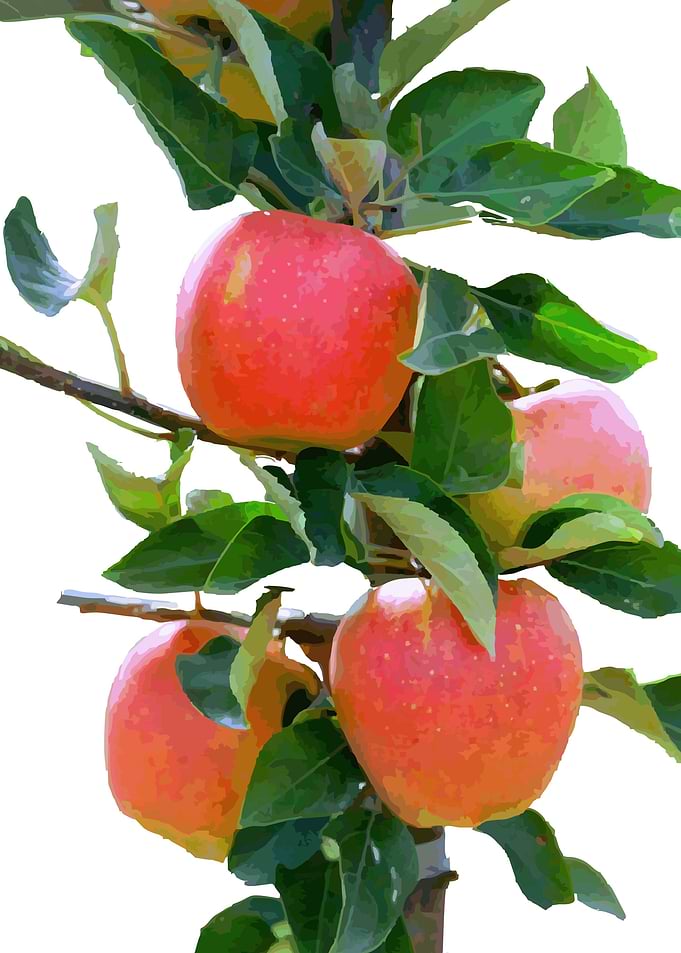 Apples