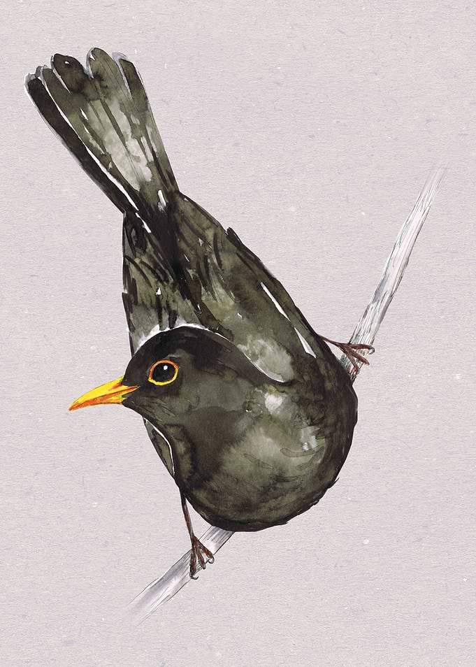 Blackbird watercolor