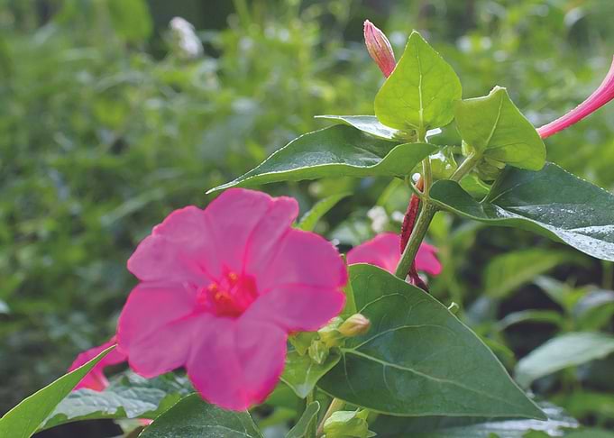 Flower