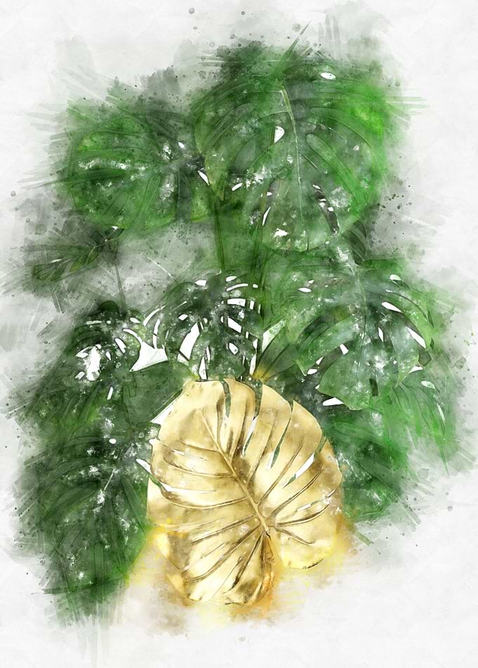 monstera golden leaf