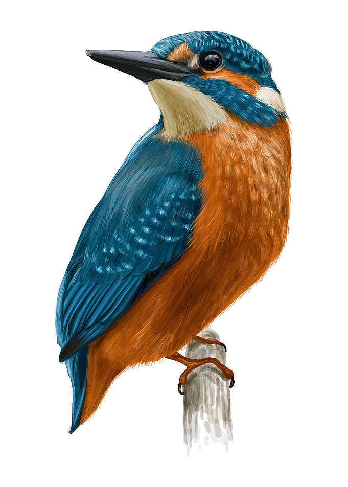 Birds