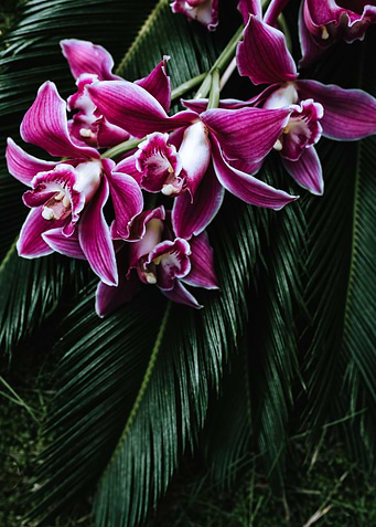 Orchid Blooms