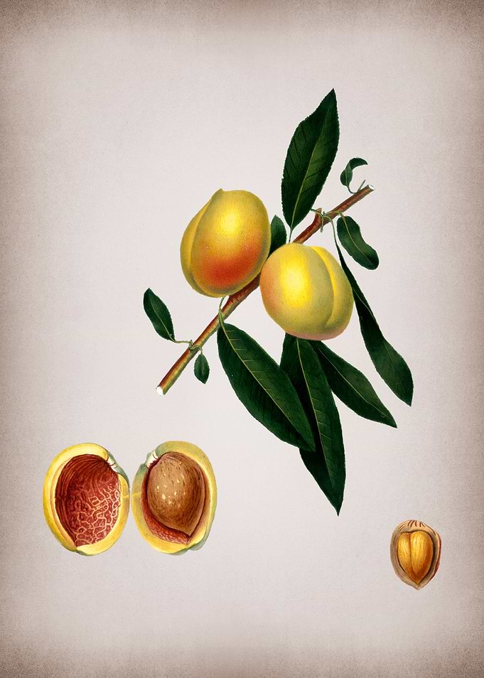 Vintage Peach Fruit Food