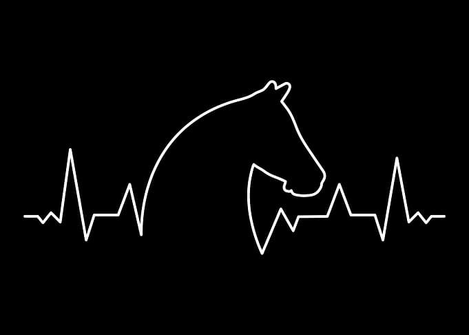 Horse head gift
